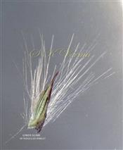  Lower glume of pedicellate spikelet